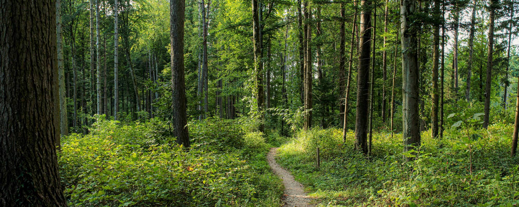 trees-growing-forest (1) (1)